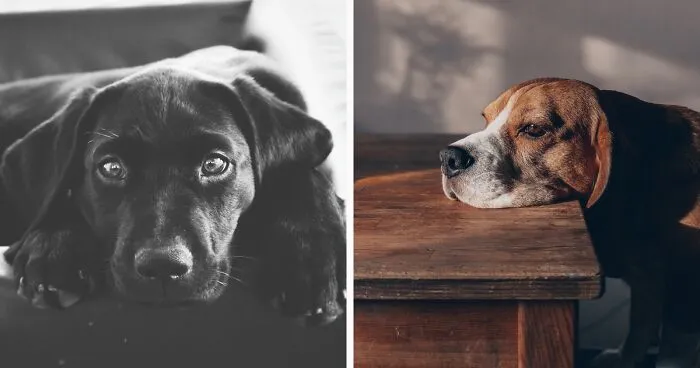 Where do dogs go when they die?
