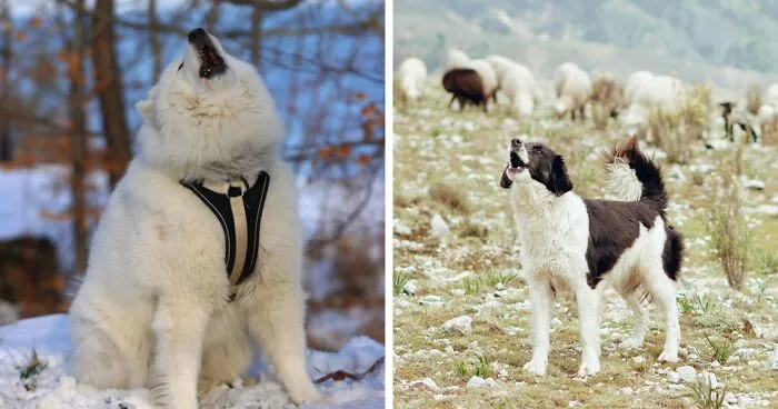 Why Do Dogs Howl When You Howl? Top 5 Reasons from Vet