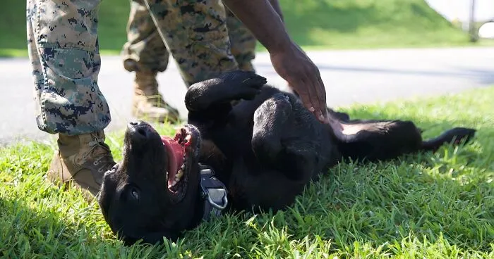 Why Do Dogs Like Belly Rubs? A Vet Tech's Explanation