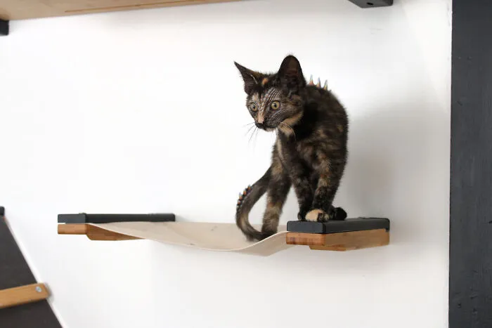Spooky Halloween Cats (12 Pics)
