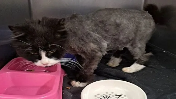 A Cat Finds Her Family After 10 Years Of Absence, A True Miracle!
