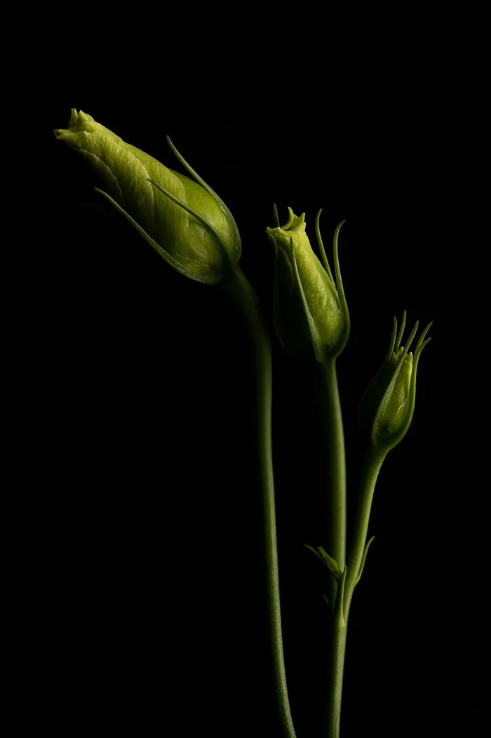 "Trio" From The Series "Colors" By Yves Léonard