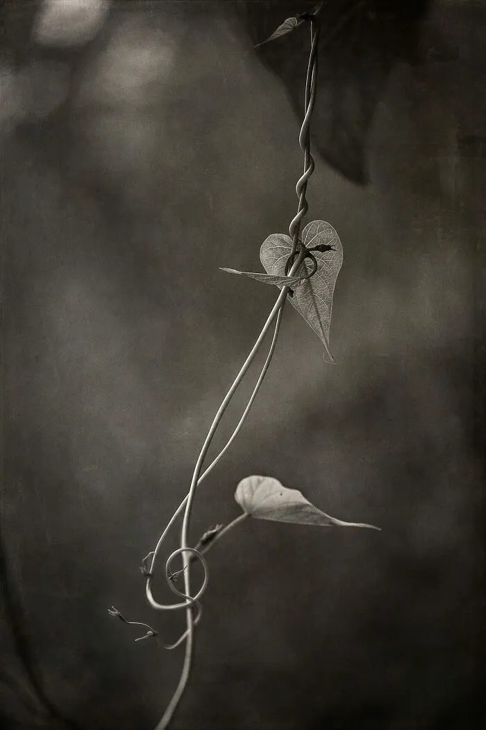 Chiave Di Violino (Treble Clef) From The Series 'Musica Notturna (Night Music)' By Jo Fields
