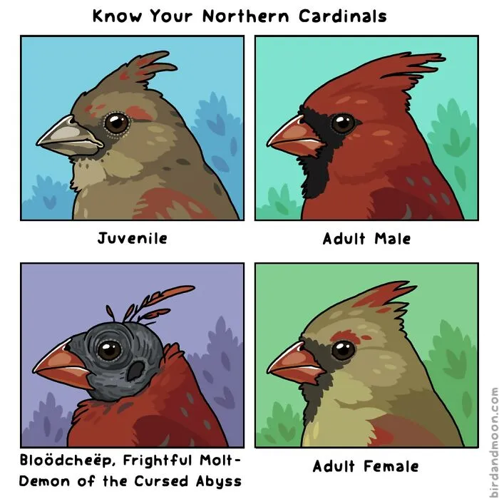 This Artist Brings Laughter To Bird And Nature Lovers With Humorous Comics (30 Pics)