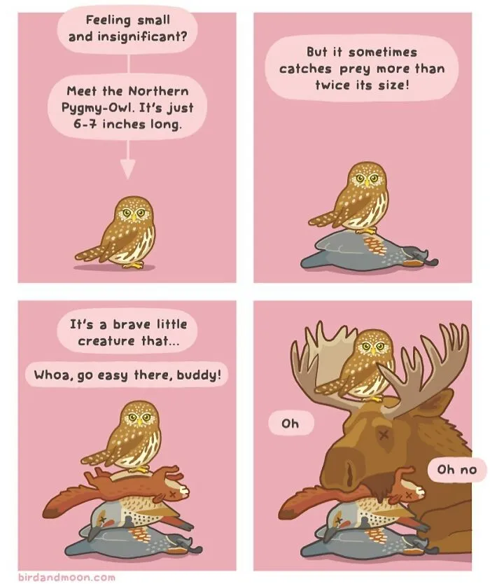 This Artist Brings Laughter To Bird And Nature Lovers With Humorous Comics (30 Pics)