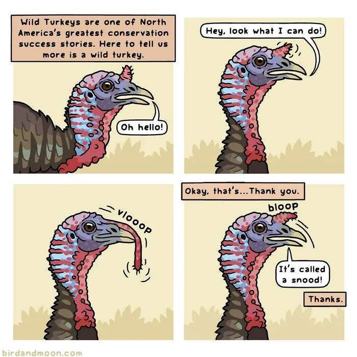 This Artist Brings Laughter To Bird And Nature Lovers With Humorous Comics (30 Pics)