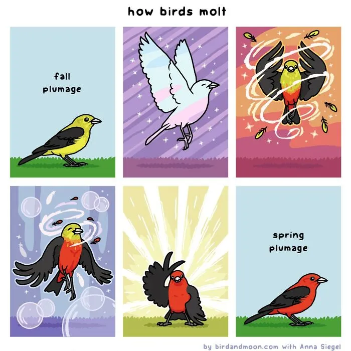 This Artist Brings Laughter To Bird And Nature Lovers With Humorous Comics (30 Pics)