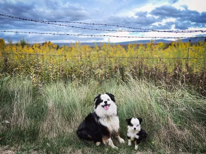 35 Heartwarming Photo Edits Bring Pets And Their Younger Versions Together, Made By This Artist (New Pics)