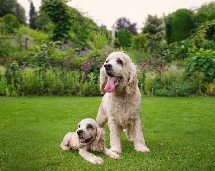 35 Heartwarming Photo Edits Bring Pets And Their Younger Versions Together, Made By This Artist (New Pics)