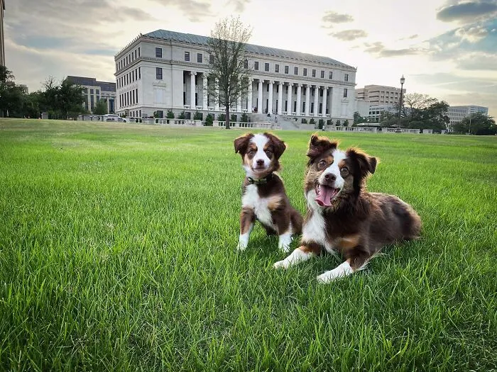 35 Heartwarming Photo Edits Bring Pets And Their Younger Versions Together, Made By This Artist (New Pics)