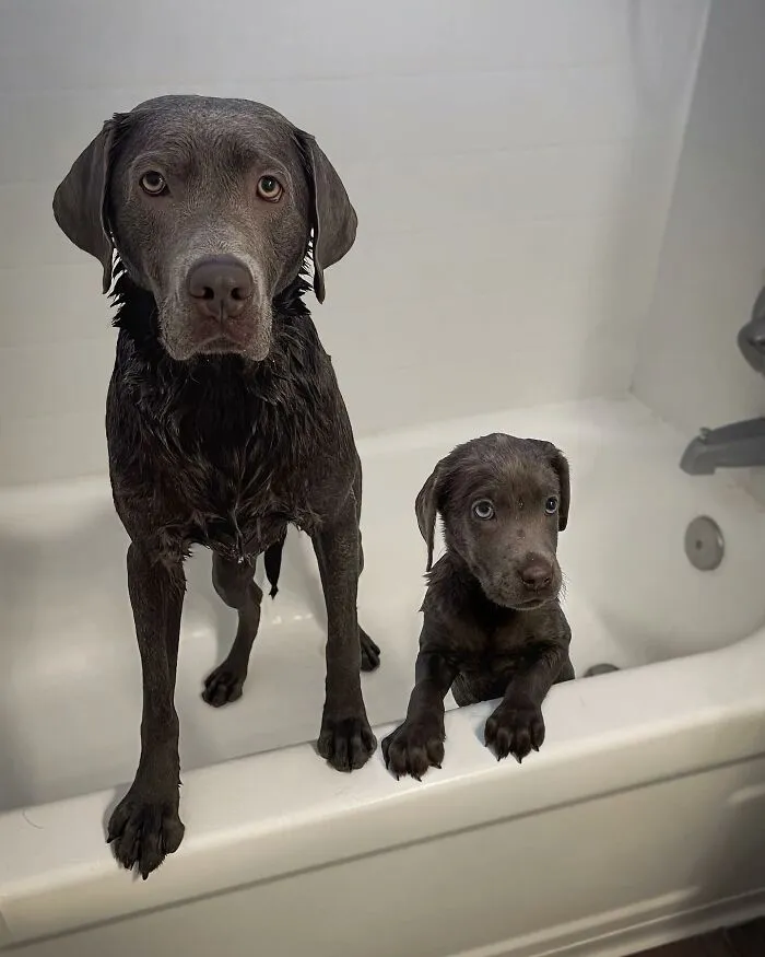 35 Heartwarming Photo Edits Bring Pets And Their Younger Versions Together, Made By This Artist (New Pics)