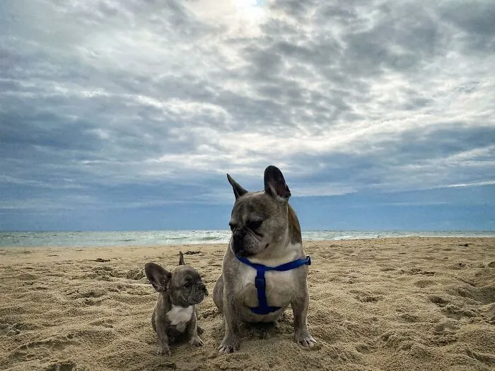 35 Heartwarming Photo Edits Bring Pets And Their Younger Versions Together, Made By This Artist (New Pics)