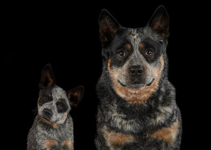 35 Heartwarming Photo Edits Bring Pets And Their Younger Versions Together, Made By This Artist (New Pics)