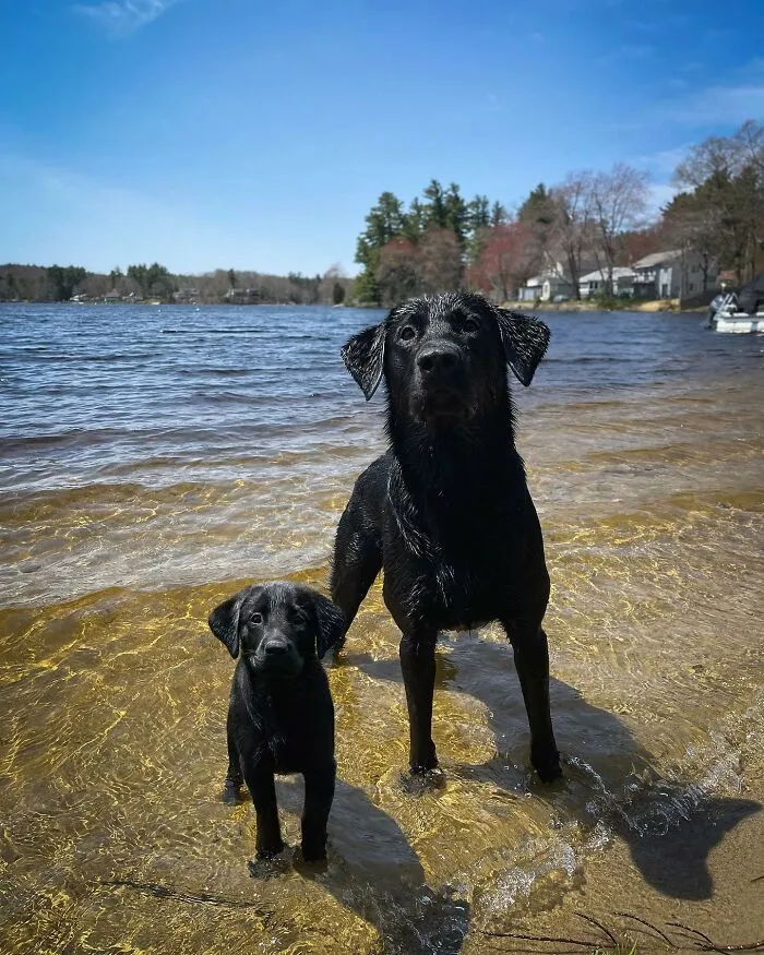 35 Heartwarming Photo Edits Bring Pets And Their Younger Versions Together, Made By This Artist (New Pics)