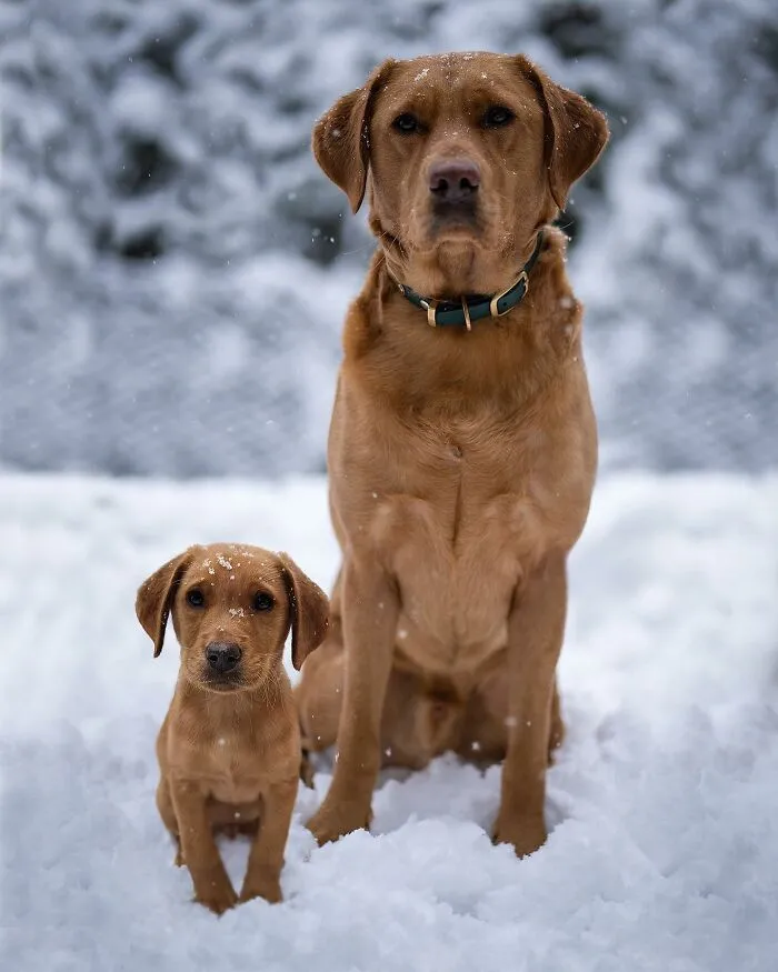 35 Heartwarming Photo Edits Bring Pets And Their Younger Versions Together, Made By This Artist (New Pics)