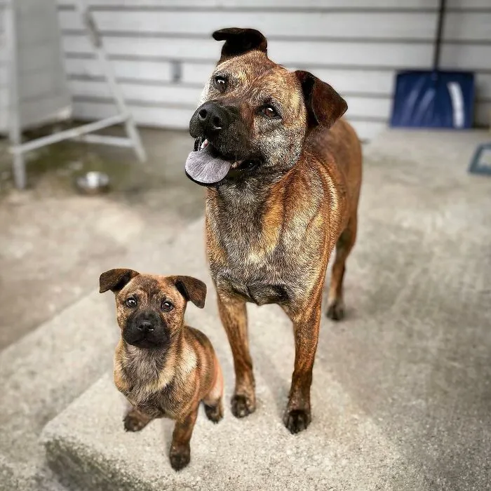 35 Heartwarming Photo Edits Bring Pets And Their Younger Versions Together, Made By This Artist (New Pics)