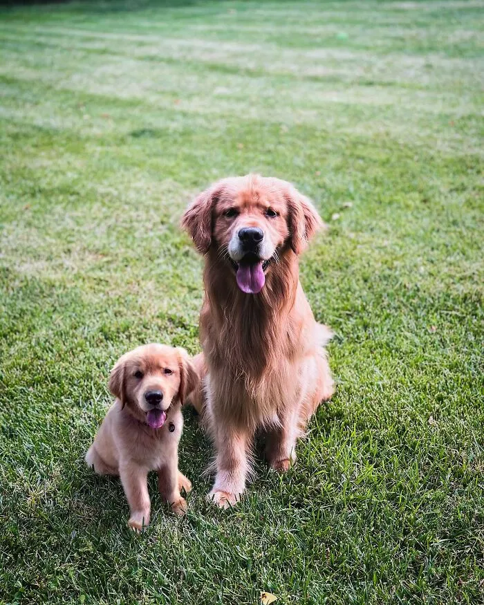 35 Heartwarming Photo Edits Bring Pets And Their Younger Versions Together, Made By This Artist (New Pics)