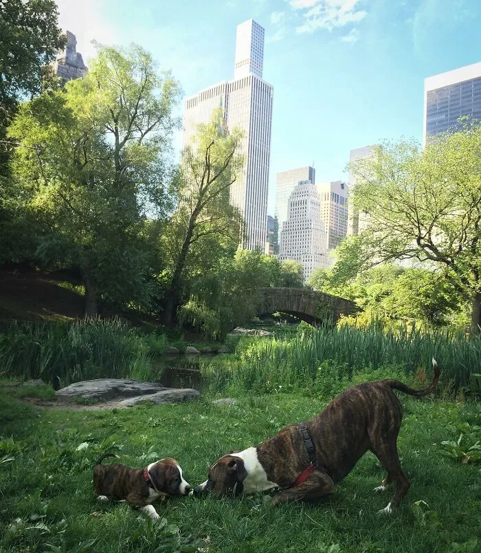 35 Heartwarming Photo Edits Bring Pets And Their Younger Versions Together, Made By This Artist (New Pics)