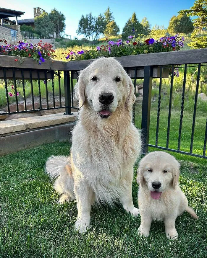 35 Heartwarming Photo Edits Bring Pets And Their Younger Versions Together, Made By This Artist (New Pics)