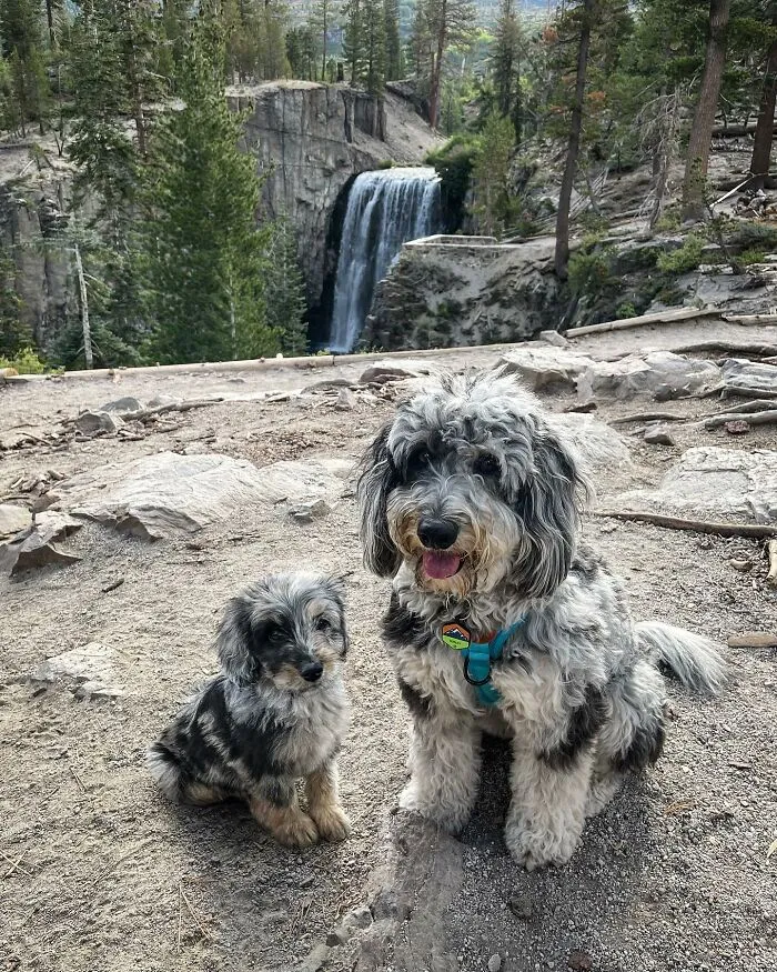 35 Heartwarming Photo Edits Bring Pets And Their Younger Versions Together, Made By This Artist (New Pics)