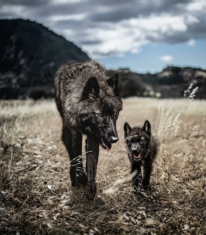 35 Heartwarming Photo Edits Bring Pets And Their Younger Versions Together, Made By This Artist (New Pics)