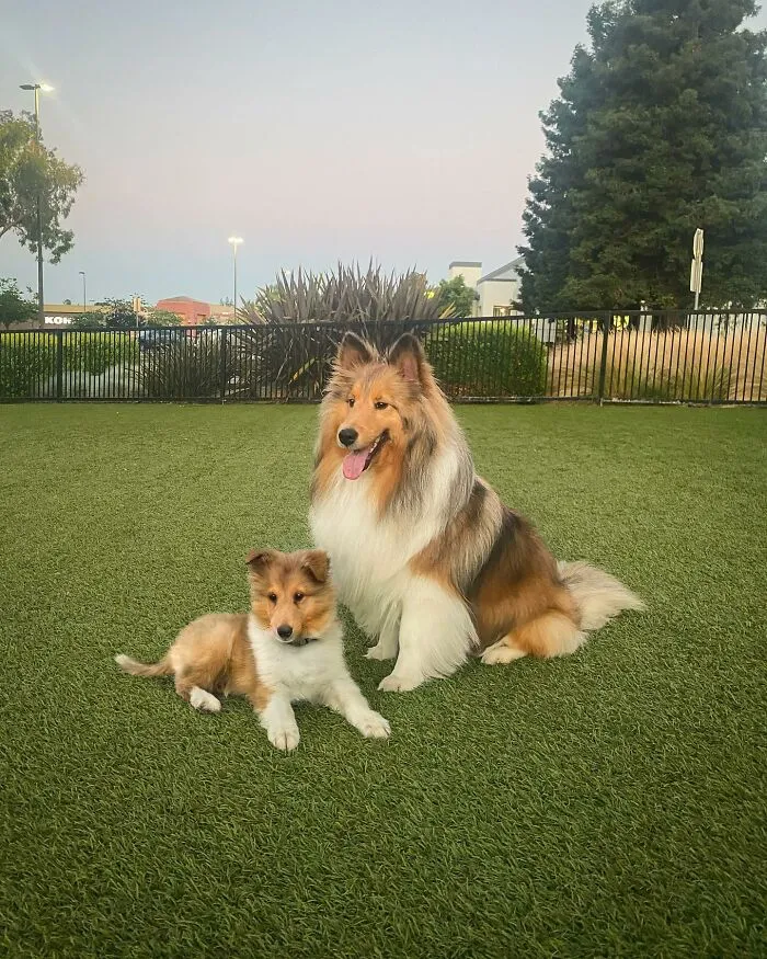 35 Heartwarming Photo Edits Bring Pets And Their Younger Versions Together, Made By This Artist (New Pics)