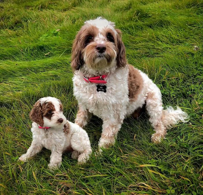 35 Heartwarming Photo Edits Bring Pets And Their Younger Versions Together, Made By This Artist (New Pics)