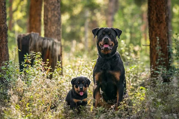 35 Heartwarming Photo Edits Bring Pets And Their Younger Versions Together, Made By This Artist (New Pics)