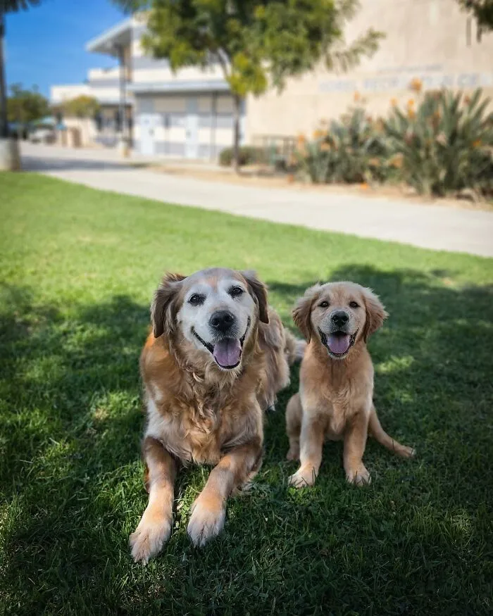 35 Heartwarming Photo Edits Bring Pets And Their Younger Versions Together, Made By This Artist (New Pics)