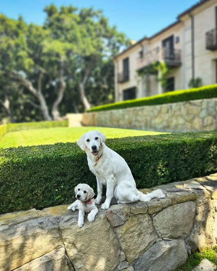 35 Heartwarming Photo Edits Bring Pets And Their Younger Versions Together, Made By This Artist (New Pics)