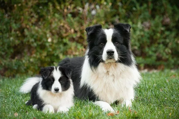 35 Heartwarming Photo Edits Bring Pets And Their Younger Versions Together, Made By This Artist (New Pics)
