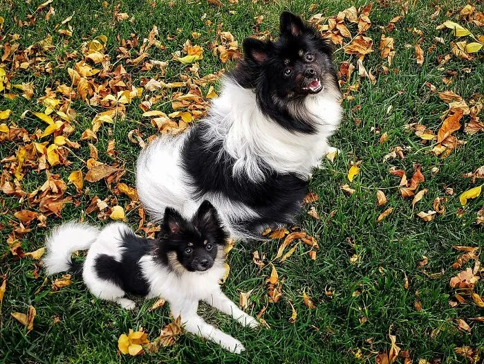35 Heartwarming Photo Edits Bring Pets And Their Younger Versions Together, Made By This Artist (New Pics)