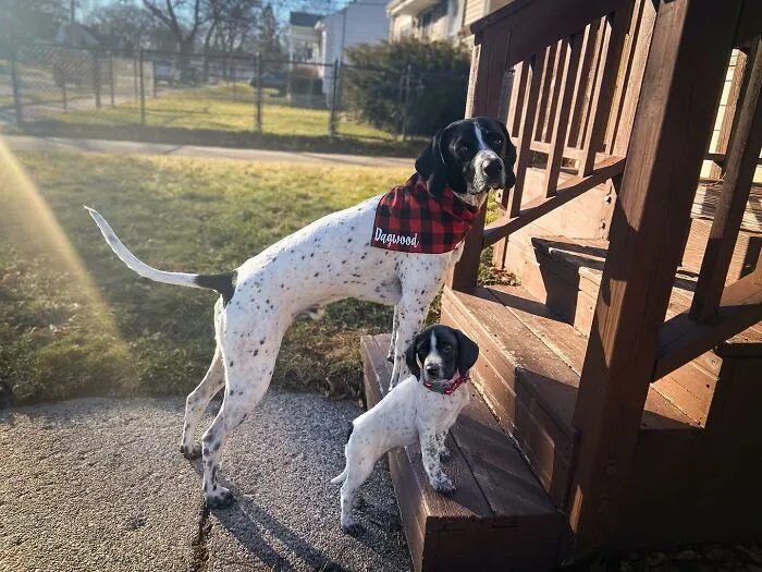 35 Heartwarming Photo Edits Bring Pets And Their Younger Versions Together, Made By This Artist (New Pics)