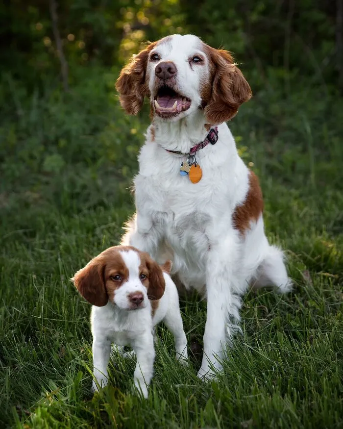 35 Heartwarming Photo Edits Bring Pets And Their Younger Versions Together, Made By This Artist (New Pics)