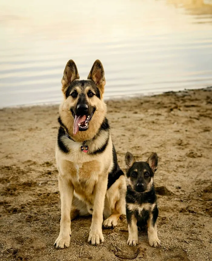 35 Heartwarming Photo Edits Bring Pets And Their Younger Versions Together, Made By This Artist (New Pics)