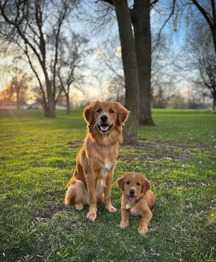 35 Heartwarming Photo Edits Bring Pets And Their Younger Versions Together, Made By This Artist (New Pics)