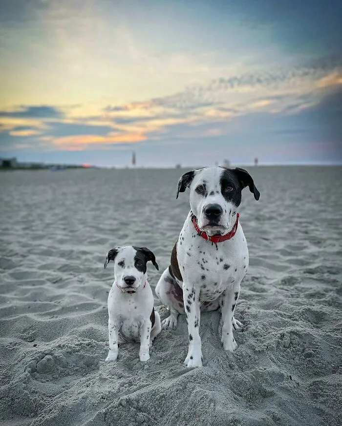 35 Heartwarming Photo Edits Bring Pets And Their Younger Versions Together, Made By This Artist (New Pics)