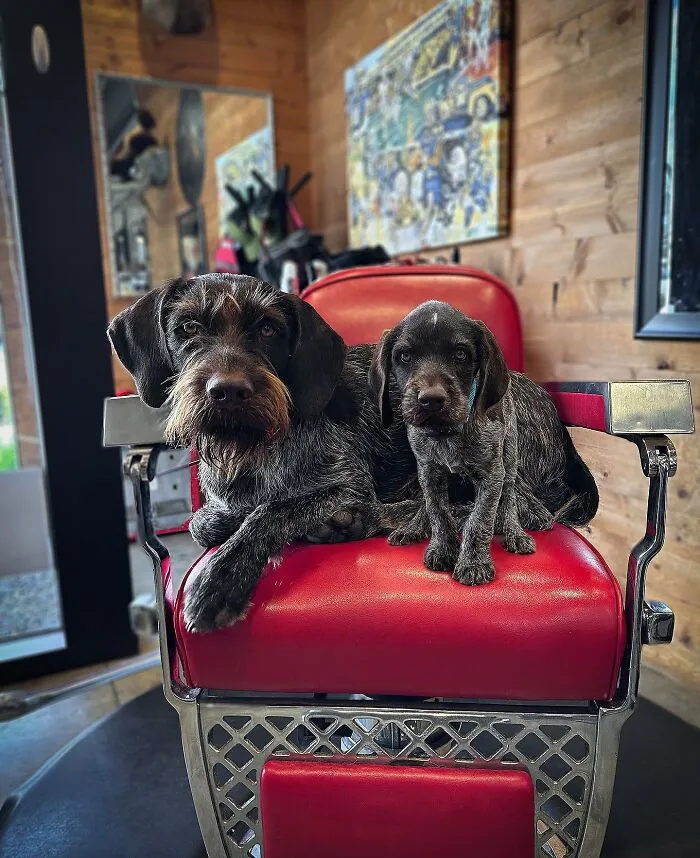 35 Heartwarming Photo Edits Bring Pets And Their Younger Versions Together, Made By This Artist (New Pics)