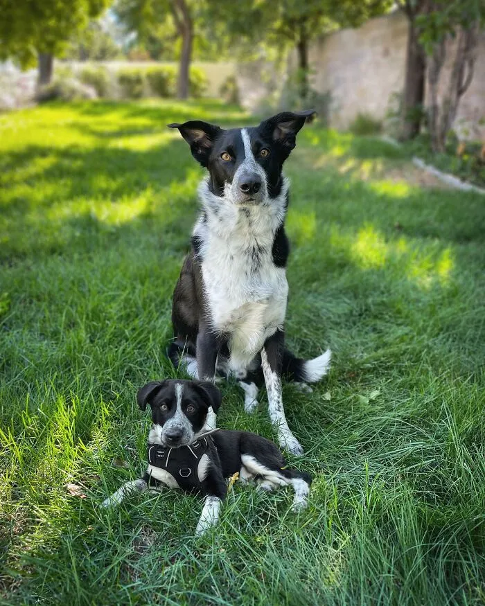 35 Heartwarming Photo Edits Bring Pets And Their Younger Versions Together, Made By This Artist (New Pics)