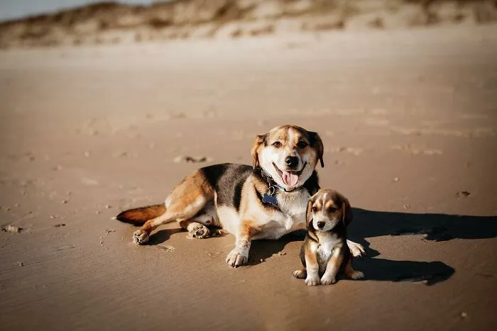 35 Heartwarming Photo Edits Bring Pets And Their Younger Versions Together, Made By This Artist (New Pics)