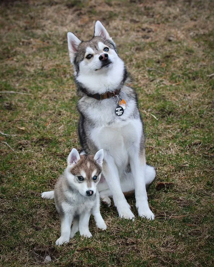 35 Heartwarming Photo Edits Bring Pets And Their Younger Versions Together, Made By This Artist (New Pics)
