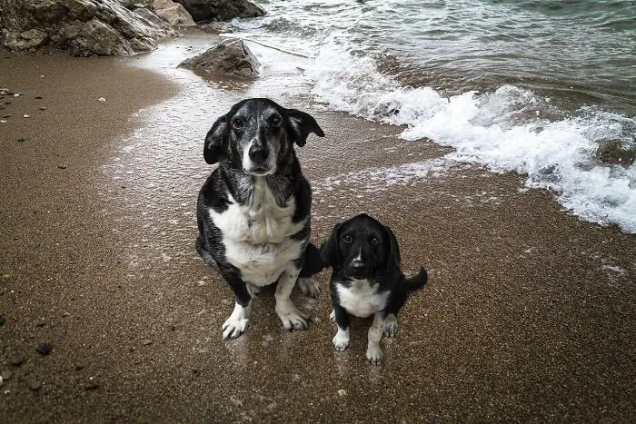 35 Heartwarming Photo Edits Bring Pets And Their Younger Versions Together, Made By This Artist (New Pics)