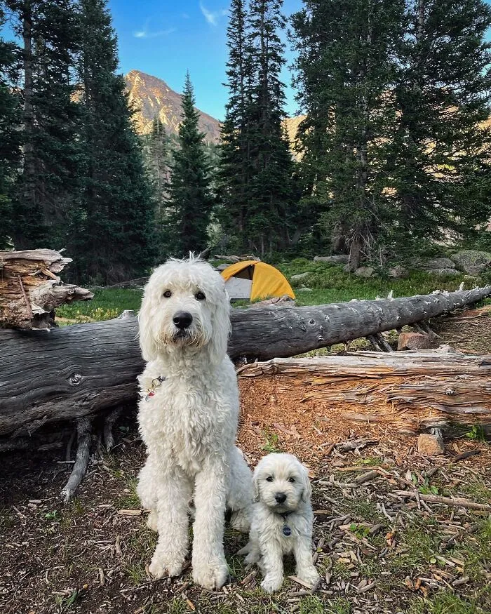 35 Heartwarming Photo Edits Bring Pets And Their Younger Versions Together, Made By This Artist (New Pics)