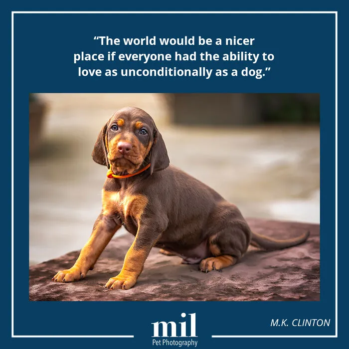 M.k. Clinton - "The World Would Be A Nicer Place If Everyone Had The Ability To Love As Unconditionally As A Dog"