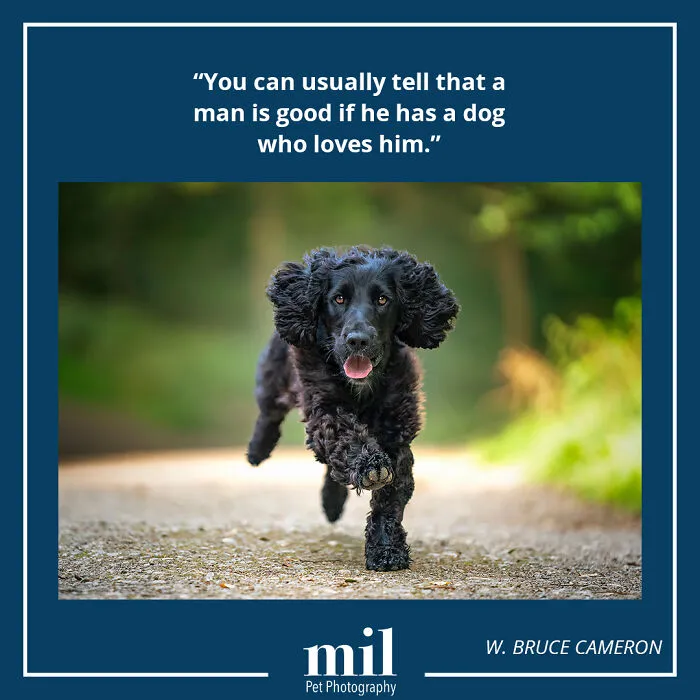 W. Bruce Cameron - "You Can Usually Tell That A Man Is Good If He Has A Dog Who Loves Him"