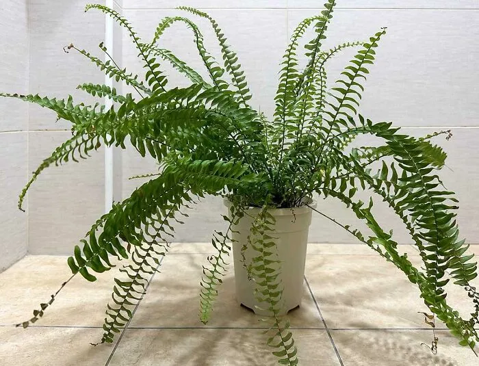 Low-Light Boston Fern