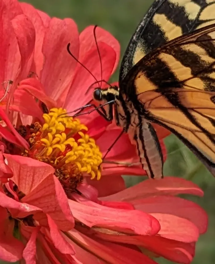 Georgia Garden