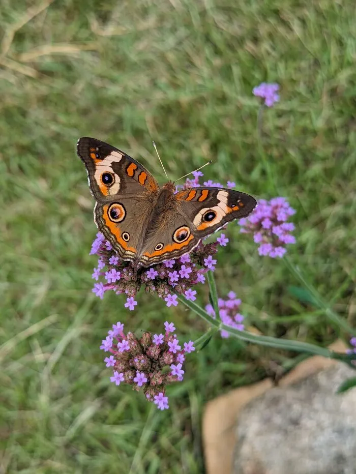 Georgia Garden