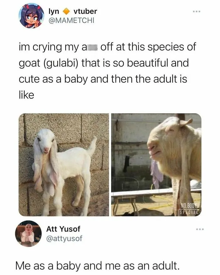 Animal-Humors-Funny-Memes