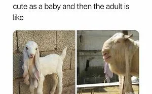 50 Chucklesome Memes That Make The Perfect Blend Of Animals And Comedy